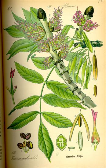 Szata roślinna - Fraxinus excelsior - jesion wyniosły3.jpg