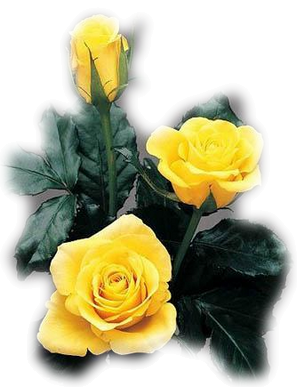 KWIATKI PNG - png.róże herbaciane1.png