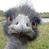 margozap - emu 100x100.GIF