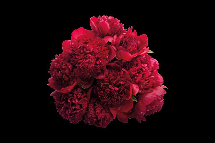 100-Flowers - Red-Peonies-Bunch.png