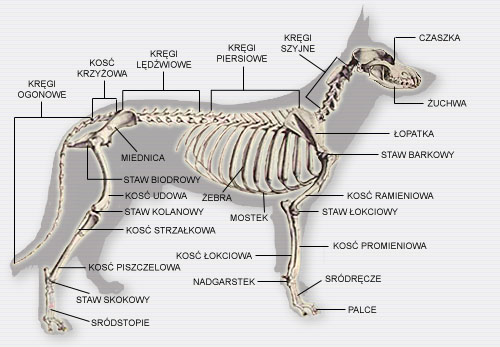TABLICE - anatomia1_szkielet psa.jpg