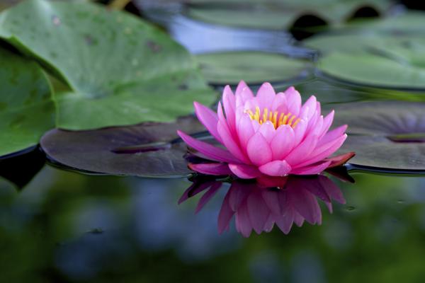 LOTOS - 600-187014300-pink-lotus-flower.jpg