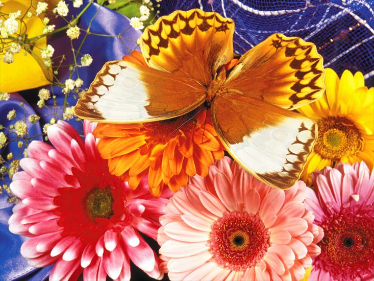 110 Beautiful Butterflies Wallpapers 1600 X 1200 - 8.jpg