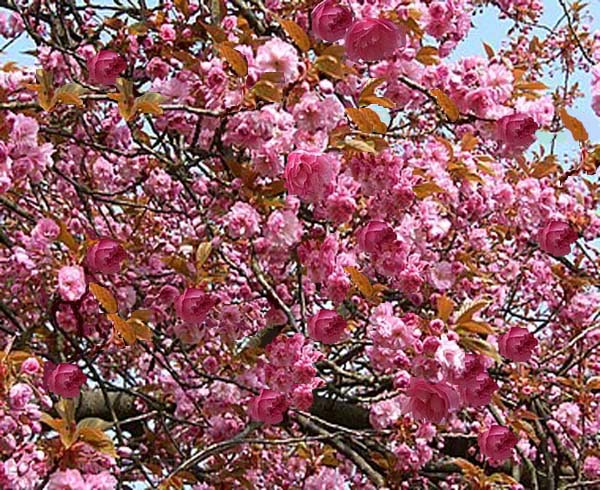 Drzewa i krzewy kwitnące - EJP10.jpg