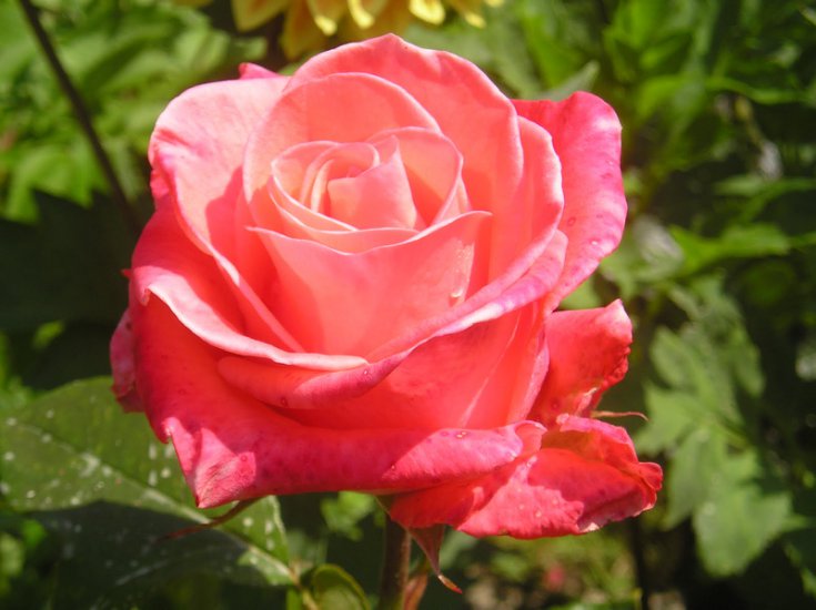 róże - roza.JPG