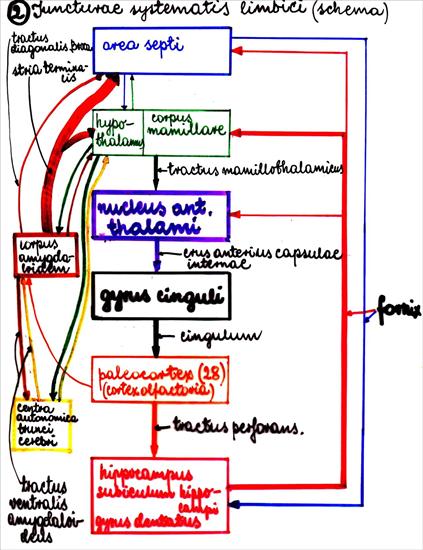 Systema nervosum - 026.jpg