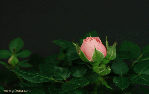 kwiaty   róże - f0b68baf89_71667922_u.gif