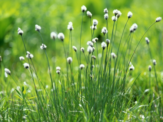flora - grass-flowers-640x480.jpg