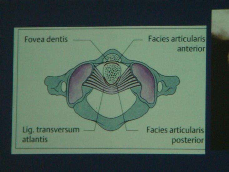 Terapia manualna kurs - DSC04029.JPG