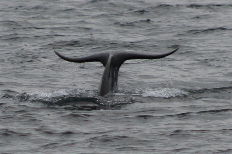 Tapety - Norweski wieloryb.JPG