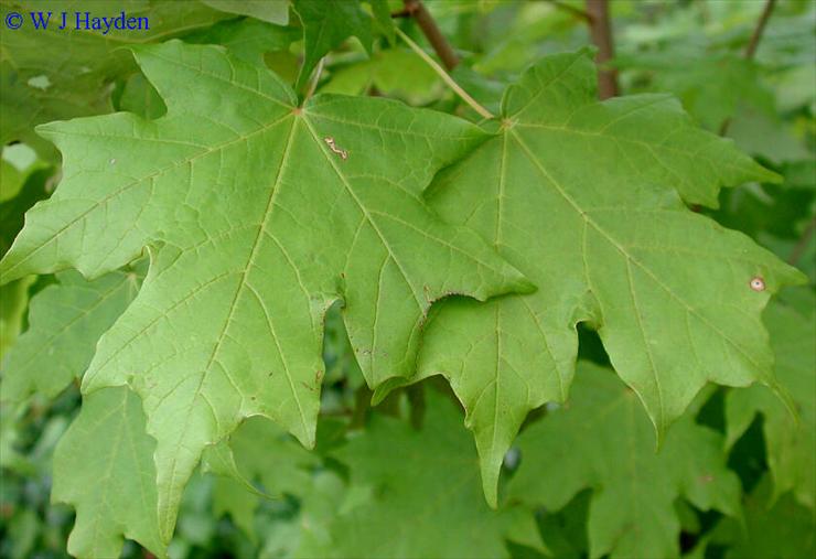 Szata roślinna - Acer saccharum - klon cukrowy4.JPG