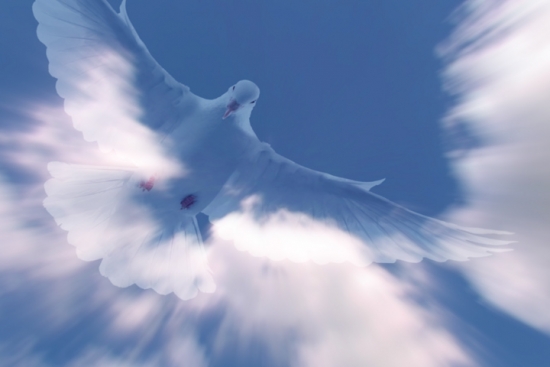 7 Darów Ducha Świętego - gołębica.jpg